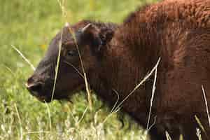 Free photo cute side profile of an american bison standing in rural south dakota