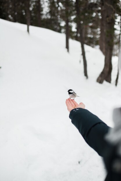 Cute small bird perching on girl's hand in winter