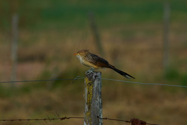 Cute small bird sitting on a barbed wire