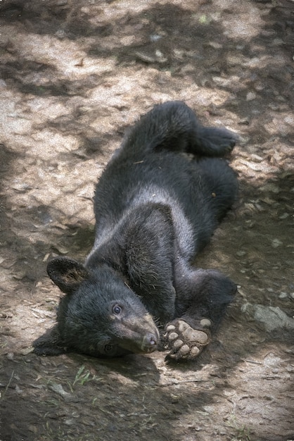Cute small black bear laying on the ground