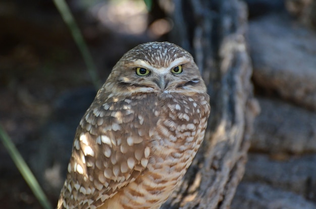 Cute small burrowing owl looking around his surroundings.