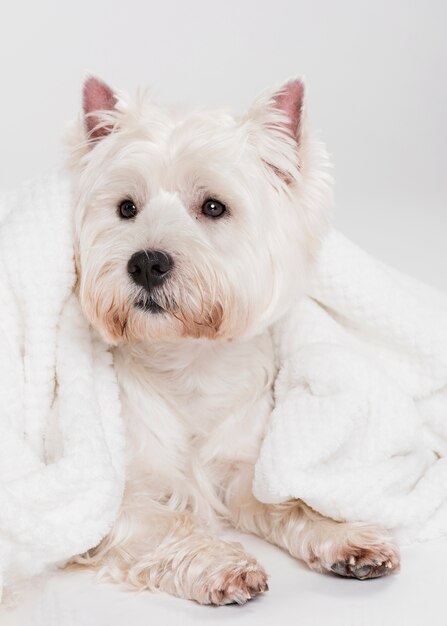 Cute small dog sitting in a towel