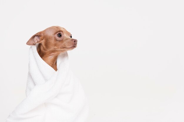 Cute small dog sitting in a towel