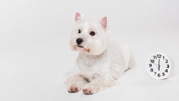 座っているかわいい小型犬