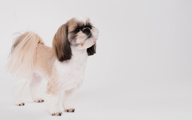 かわいい小さな犬の地位