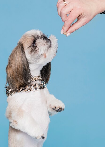 かわいい小さな犬の地位