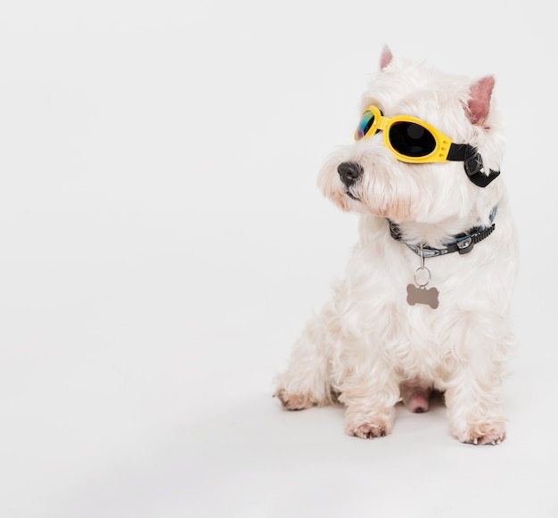 メガネを掛けたかわいい小型犬