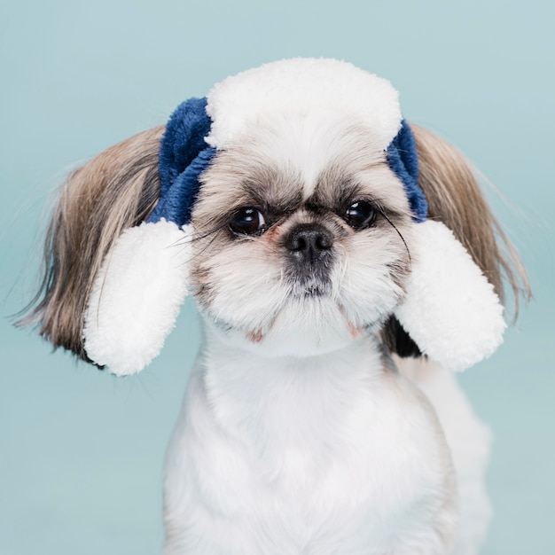 帽子のかわいい小さな犬