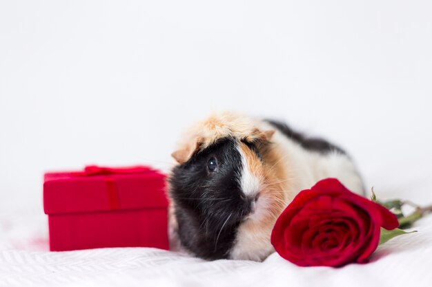 Cute small guinea pig with present box