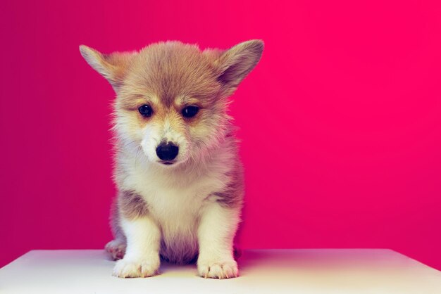 코기 강아지의 귀여운 작은 강아지는 네온 불빛에서 분홍색 스튜디오 배경 위에 조용히 고립된 포즈를 취합니다.