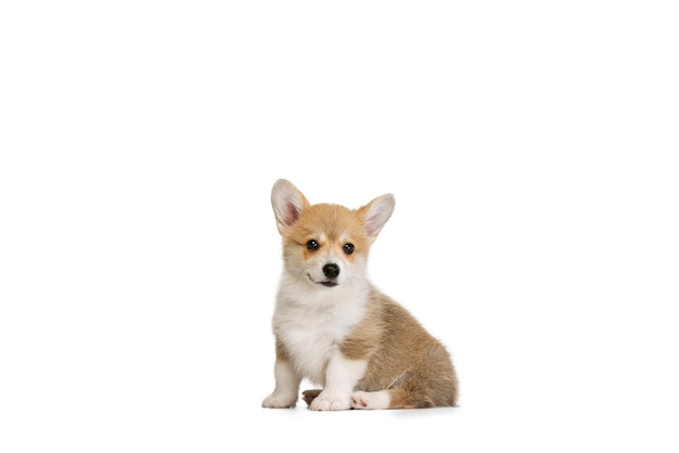 Corgi 강아지의 귀여운 작은 강아지는 흰색 스튜디오 배경 위에 조용히 포즈를 취하며 행복해 보입니다.