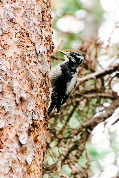 Foto gratuita carino piccolo picchio arroccato sul lato di un albero