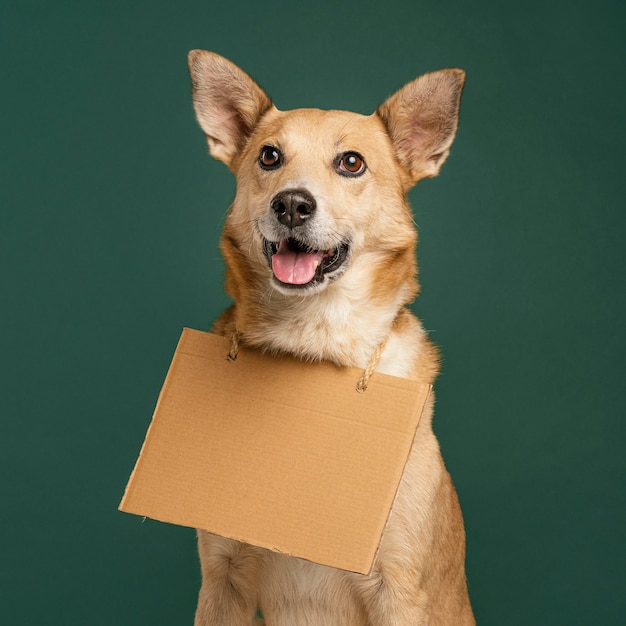 Free photo cute smiley dog holding empty banner