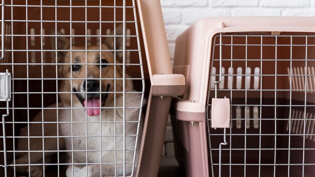 Cute smiley dog in kennel