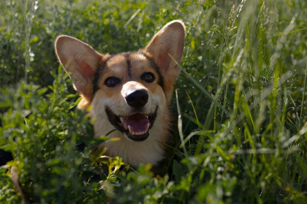 自然の中でかわいいスマイリー犬