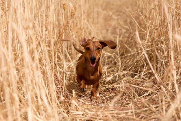 Cute smiley dog outside