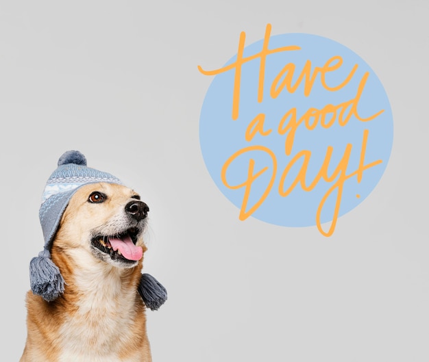 Cute smiley dog wearing knitted hat