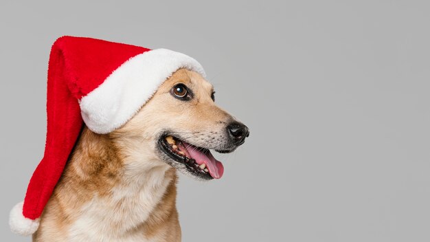 サンタの帽子をかぶったかわいいスマイリー犬