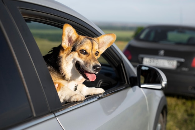 窓の外に頭を持つかわいいスマイリー犬