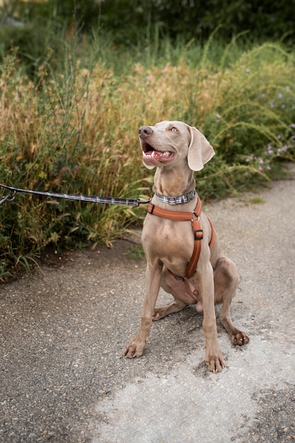 Foto gratuita simpatico cane sorridente con guinzaglio all'aperto