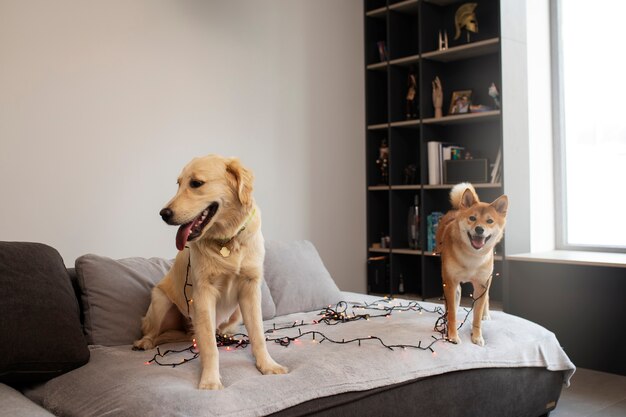 Cute smiley dogs with lights on couch