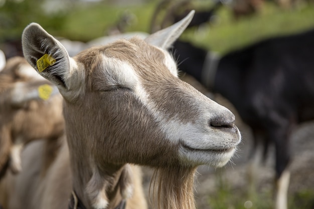 Симпатичная улыбающаяся коза посреди поля в яркий солнечный день