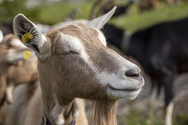 Симпатичная улыбающаяся коза посреди поля в яркий солнечный день
