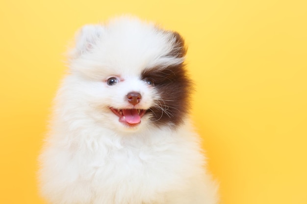 Симпатичный улыбающийся щенок шпица на желтом фоне
