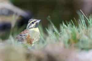 Free photo cute sparrow perched by the lake at daytime