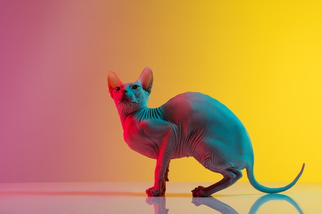 Cute sphynx cat kitty posing isolated over  wall