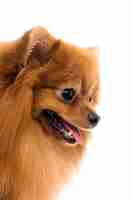 Free photo cute spitz dog