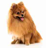 Free photo cute spitz dog