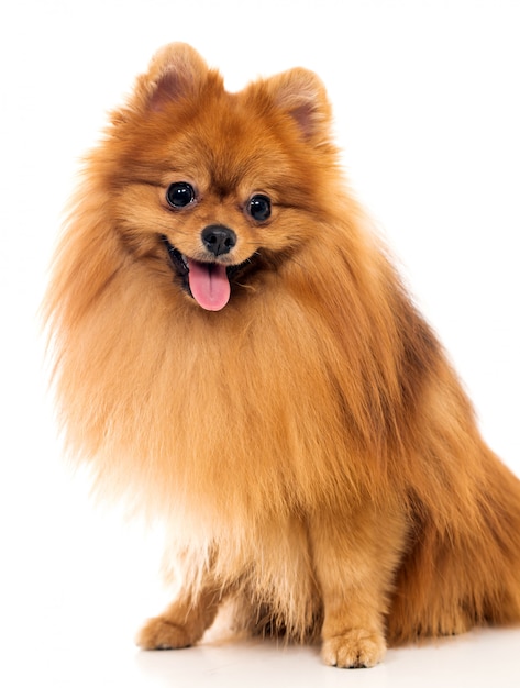 Cute spitz dog