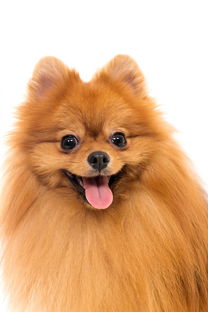 Cute spitz dog