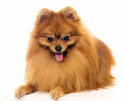 Free photo cute spitz dog