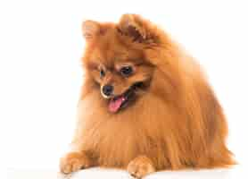 Free photo cute spitz dog