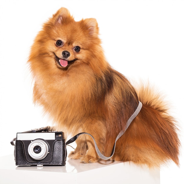 Cute spitz with camera