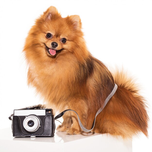 Cute spitz with camera