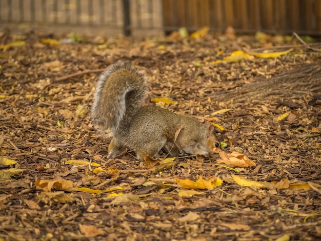 마른 단풍 나무를 가지고 노는 귀여운 다람쥐는 낮 동안 공원에 나뭇잎