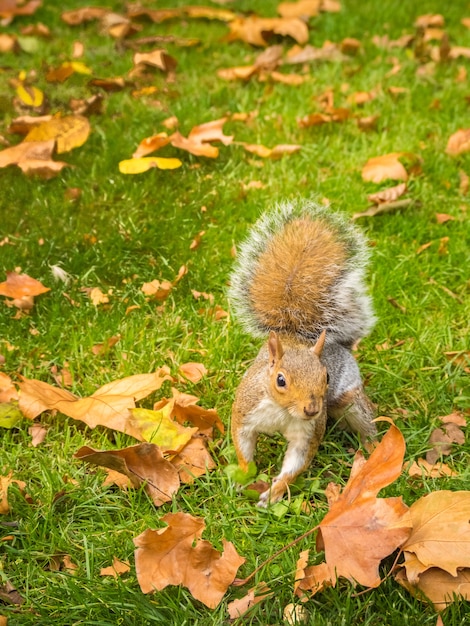 Cute squirrel playing with fallen dry maple leaves in a park during daytime
