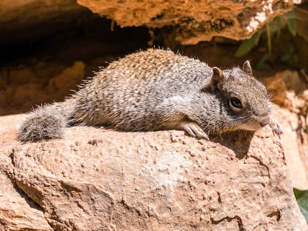 ヨセミテ、アメリカの岩の上のかわいいリス