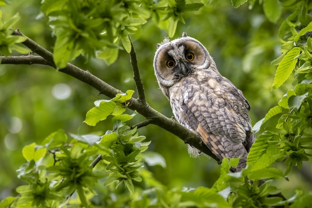 Cute surprised western screech owl perched on a tree branch with green leaves in the forest