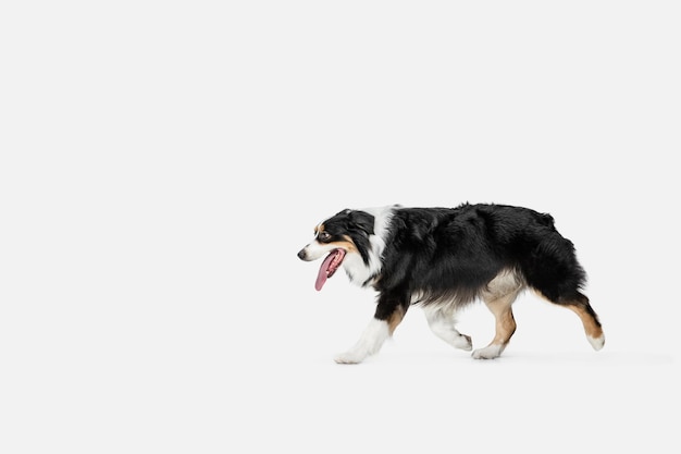 Cute sweet puppy of Australian Shepherd or pet posing isolated on white wall.