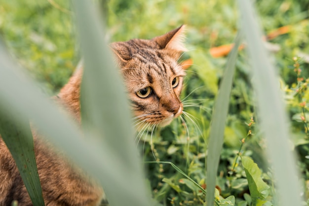 Savannah cat