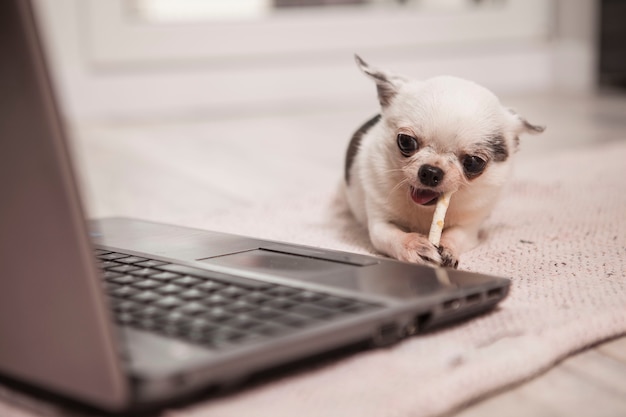 Крошечная собачка чихуахуа наслаждается поеданием костей собачьего лакомства перед компьютером
