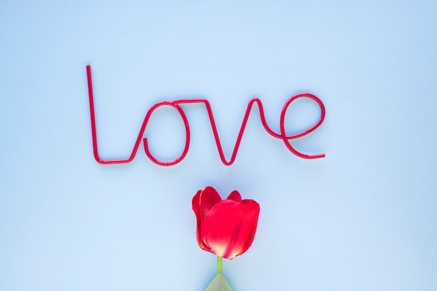 Free photo cute tulip under love inscription