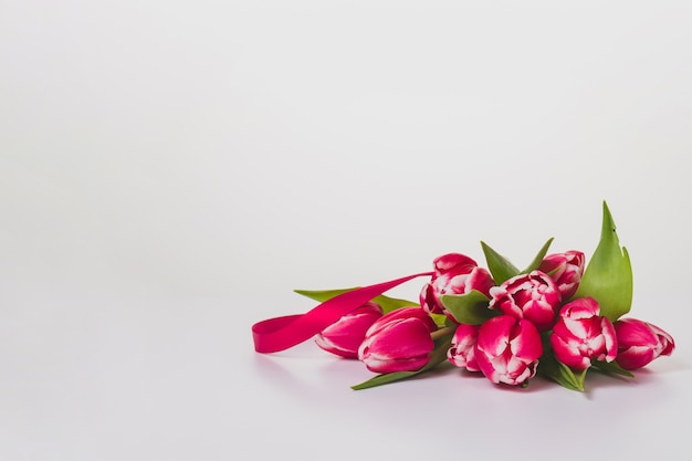 Cute tulips on white background