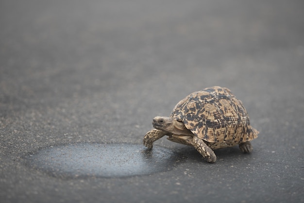 Милая черепаха гуляет по асфальту в дневное время