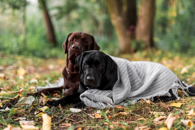 Симпатичные две собаки, лежа на траве с шарфом в парке