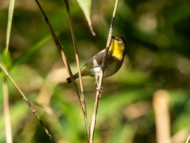 Free photo cute warbling white-eye resting on the twig